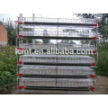 Automatic quail feeding equipment